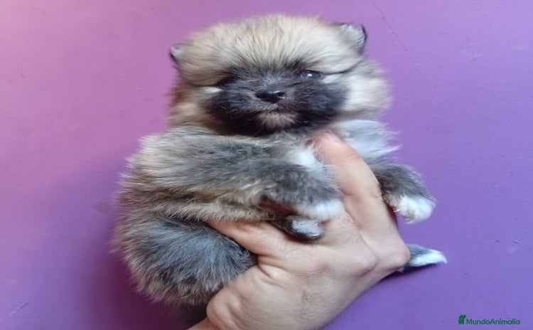 Pomerania perros - Propaganda 5