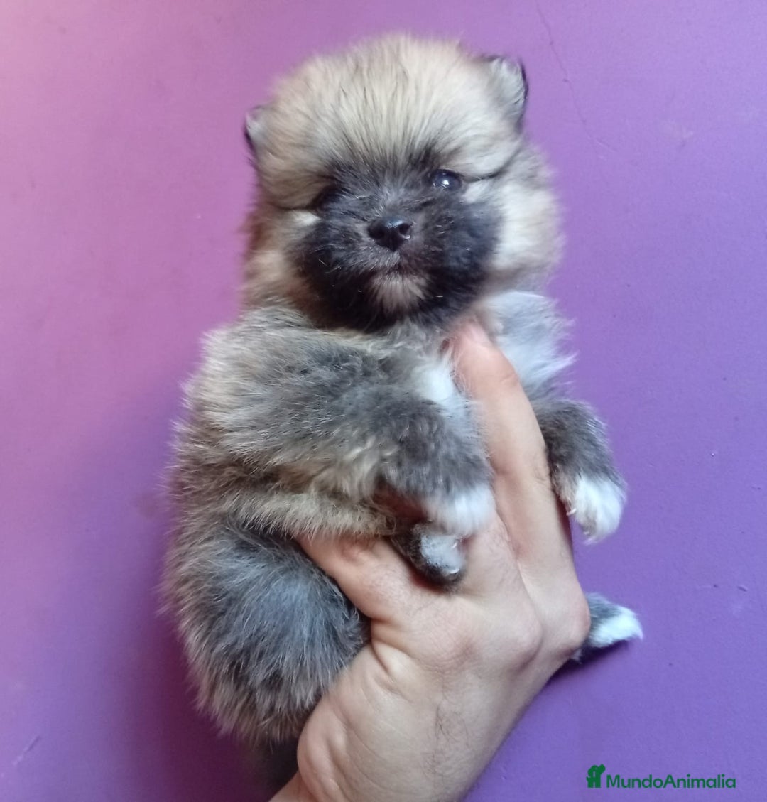 Pomerania perros en venta: Pomerania  - Imagen 1