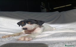 Ratonero Bodeguero Andaluz perros en venta: BODEGUEROS  - Anuncio 1