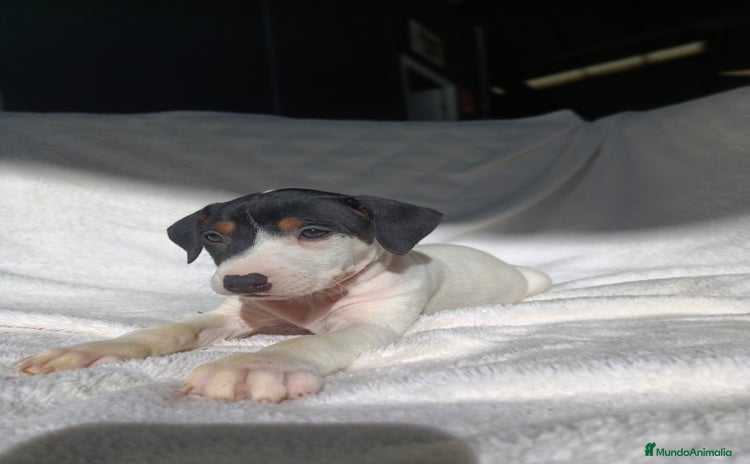 Ratonero Bodeguero Andaluz perros BODEGUEROS  - Anuncio 3