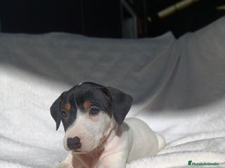 Ratonero Bodeguero Andaluz perros BODEGUEROS - Anuncio 2