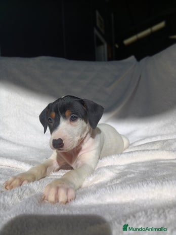 Ratonero Bodeguero Andaluz perros BODEGUEROS - Anuncio 2