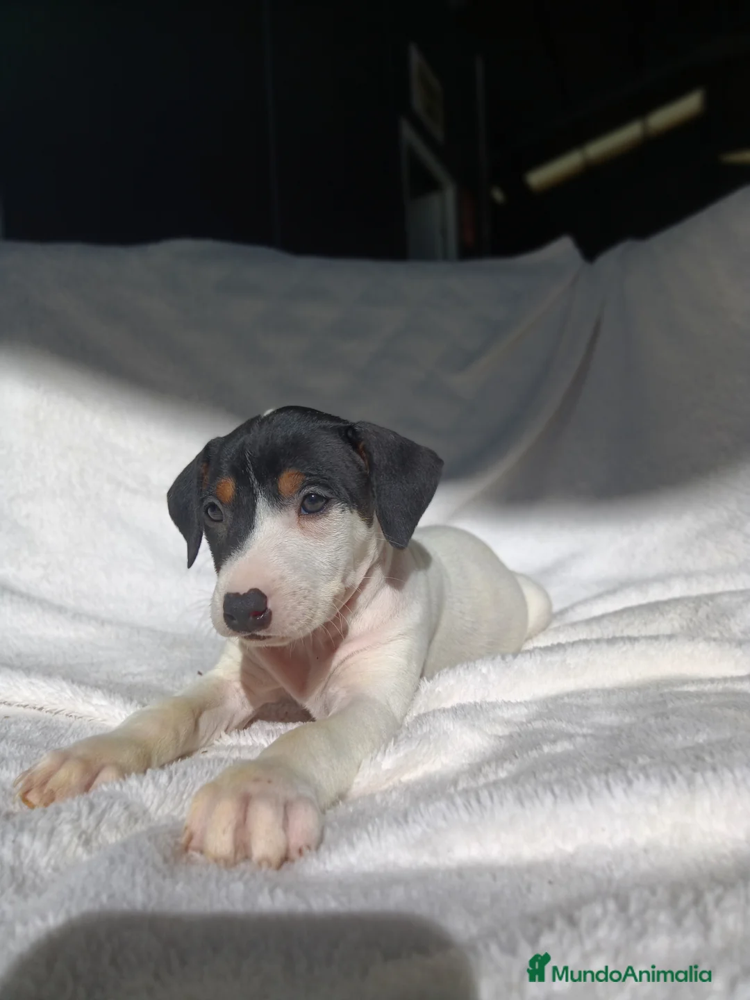 Ratonero Bodeguero Andaluz perros en venta: BODEGUEROS  - Anuncio 1