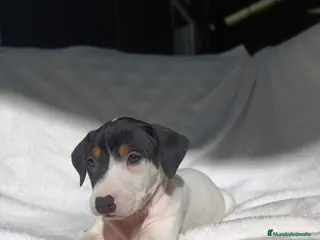 Ratonero Bodeguero Andaluz perros BODEGUEROS - Anuncio 2