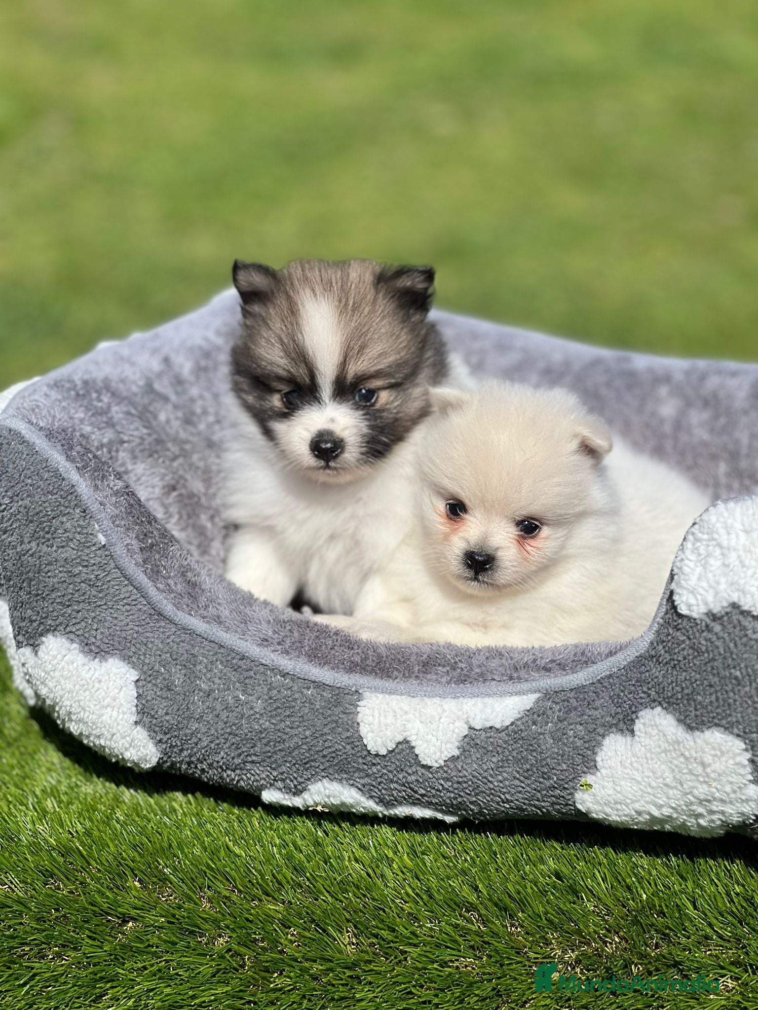 Pomerania perros Pomerania  toy último macho black - Anuncio 32