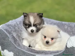 Pomerania perros Pomerania toy último macho black - Anuncio 32