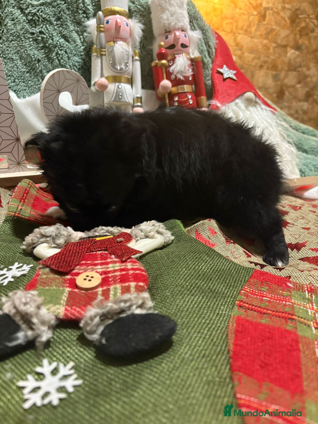 Chihuahua perros en venta: Chihuahua toy pelo largo rusa - Anuncio 6