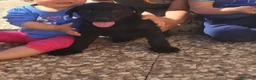Labrador Retriever perros en venta: Labrador retriever macho negro🐾 en Málaga - Anuncio 2