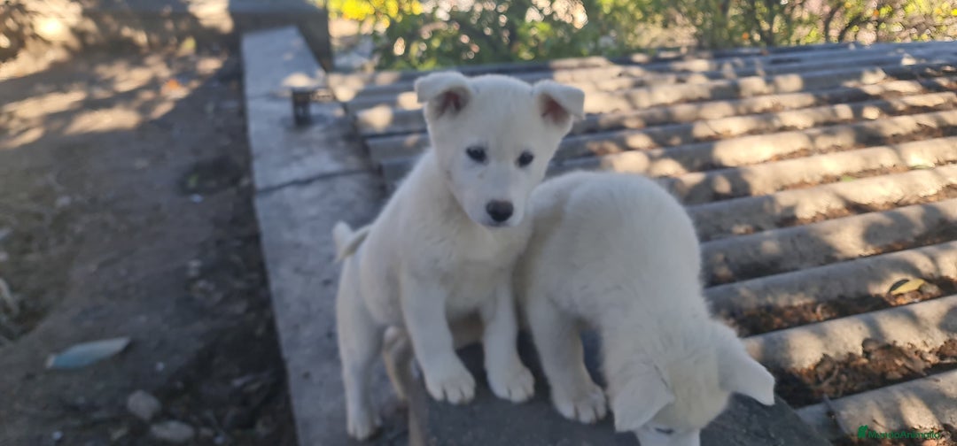 Husky Siberiano perros en venta: Husky siberiano blancos - Anuncio 7