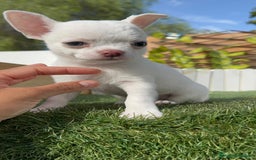 Chihuahua perros en venta: CHIHUAHUA HEMBRA - Imagen 13