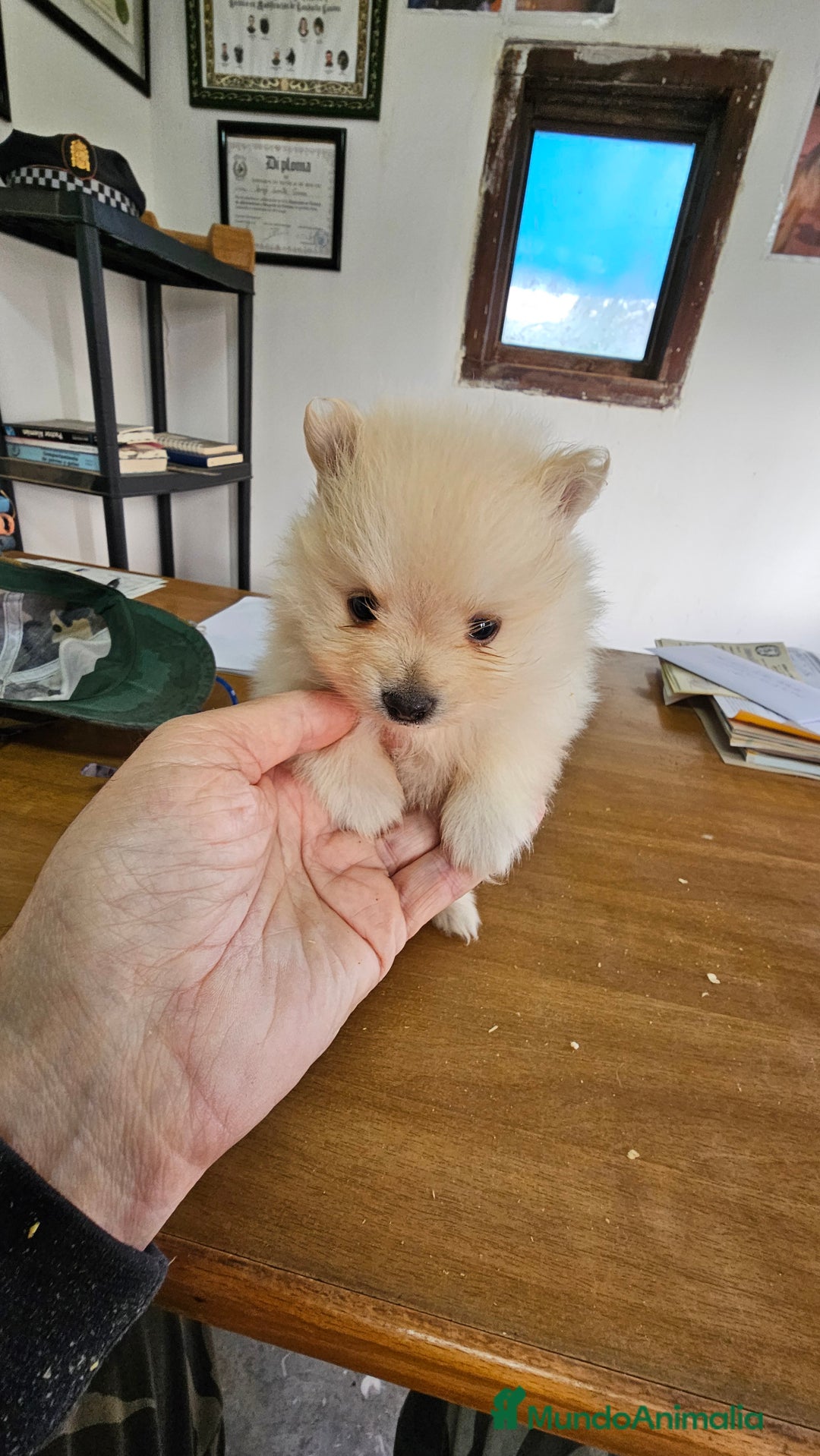 Pomerania perros en venta: Pomerania mini toy - Anuncio 3