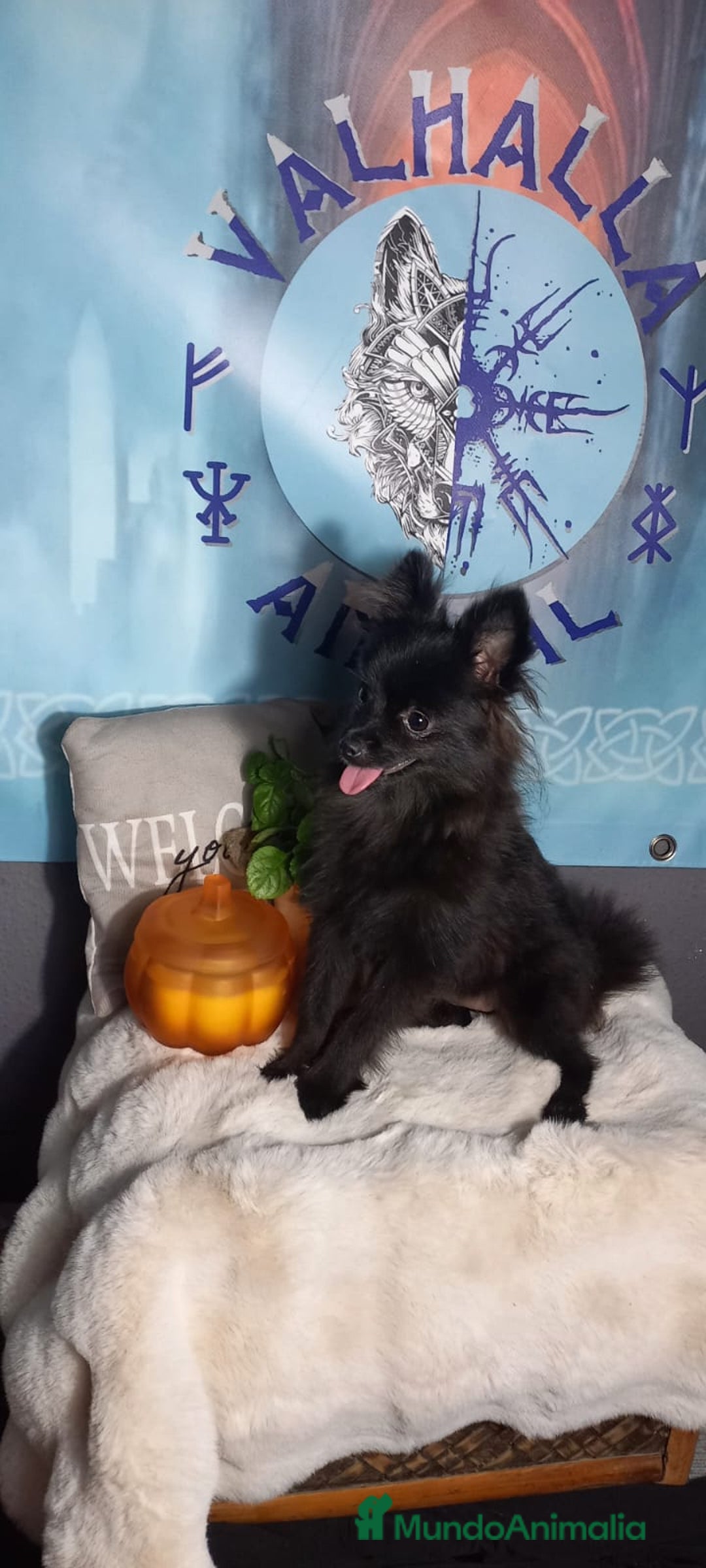 Pomchi perros en venta: Hembra pomerania x de 6 meses toy - Imagen 1