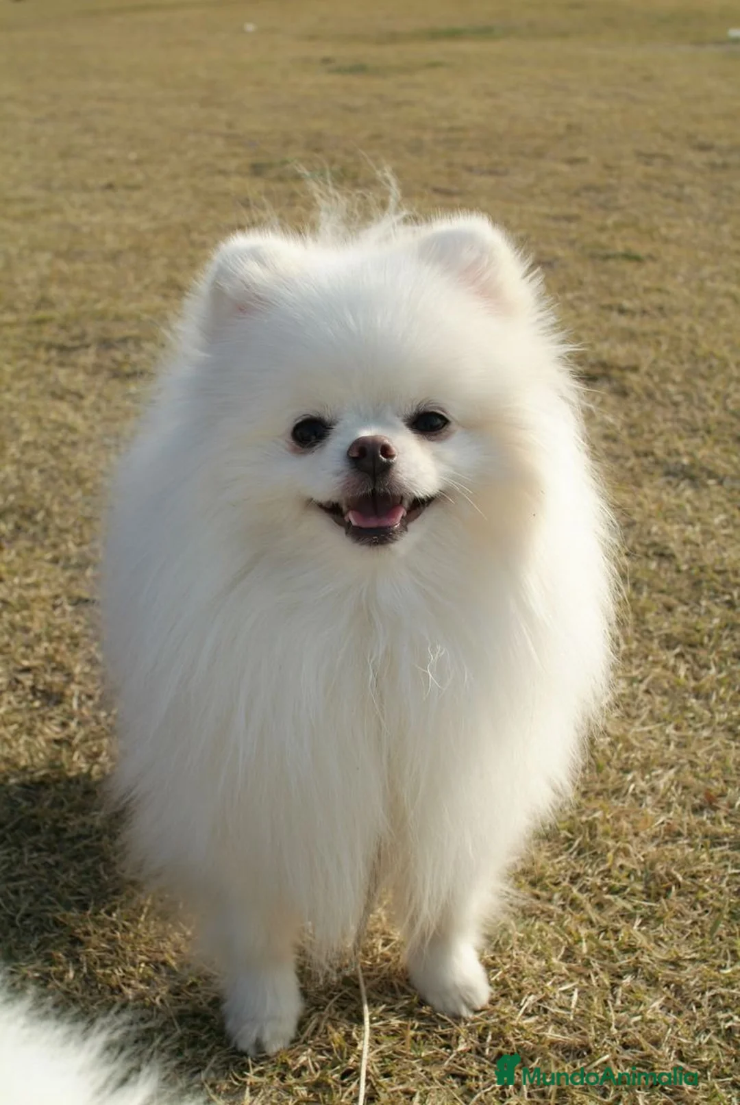 Pomerania perros en venta: pomerania  - Anuncio 1
