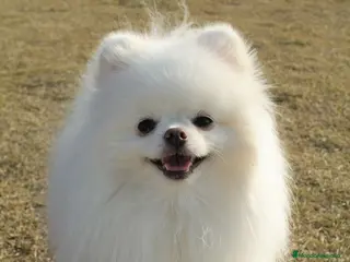 Pomerania perros pomerania - Anuncio 2