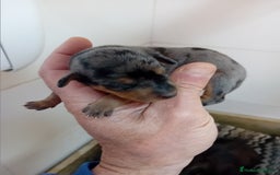 Pinscher Miniatura perros en venta: Picher autenticos - Imagen 2