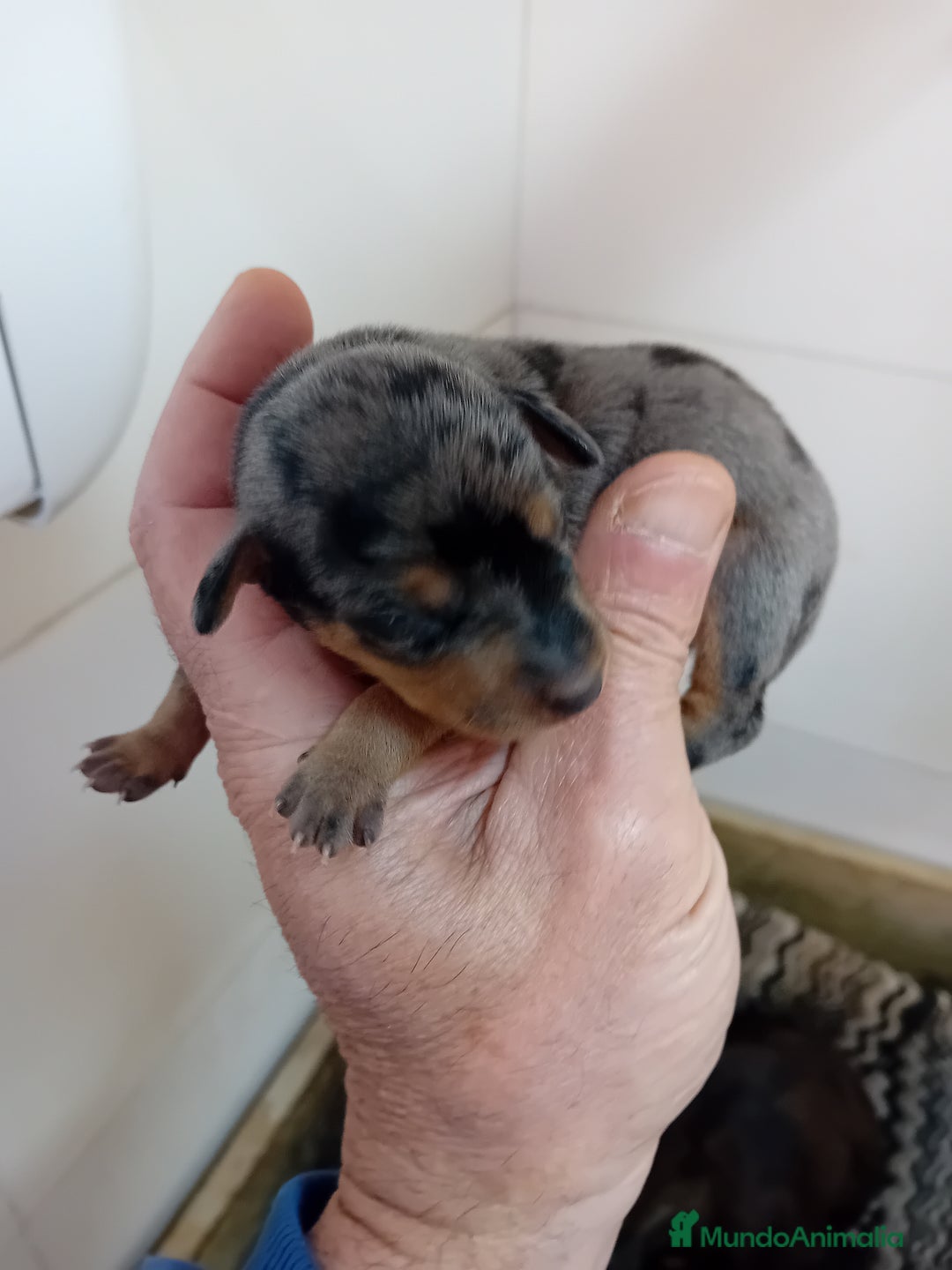 Pinscher Miniatura perros en venta: Picher autenticos - Imagen 2