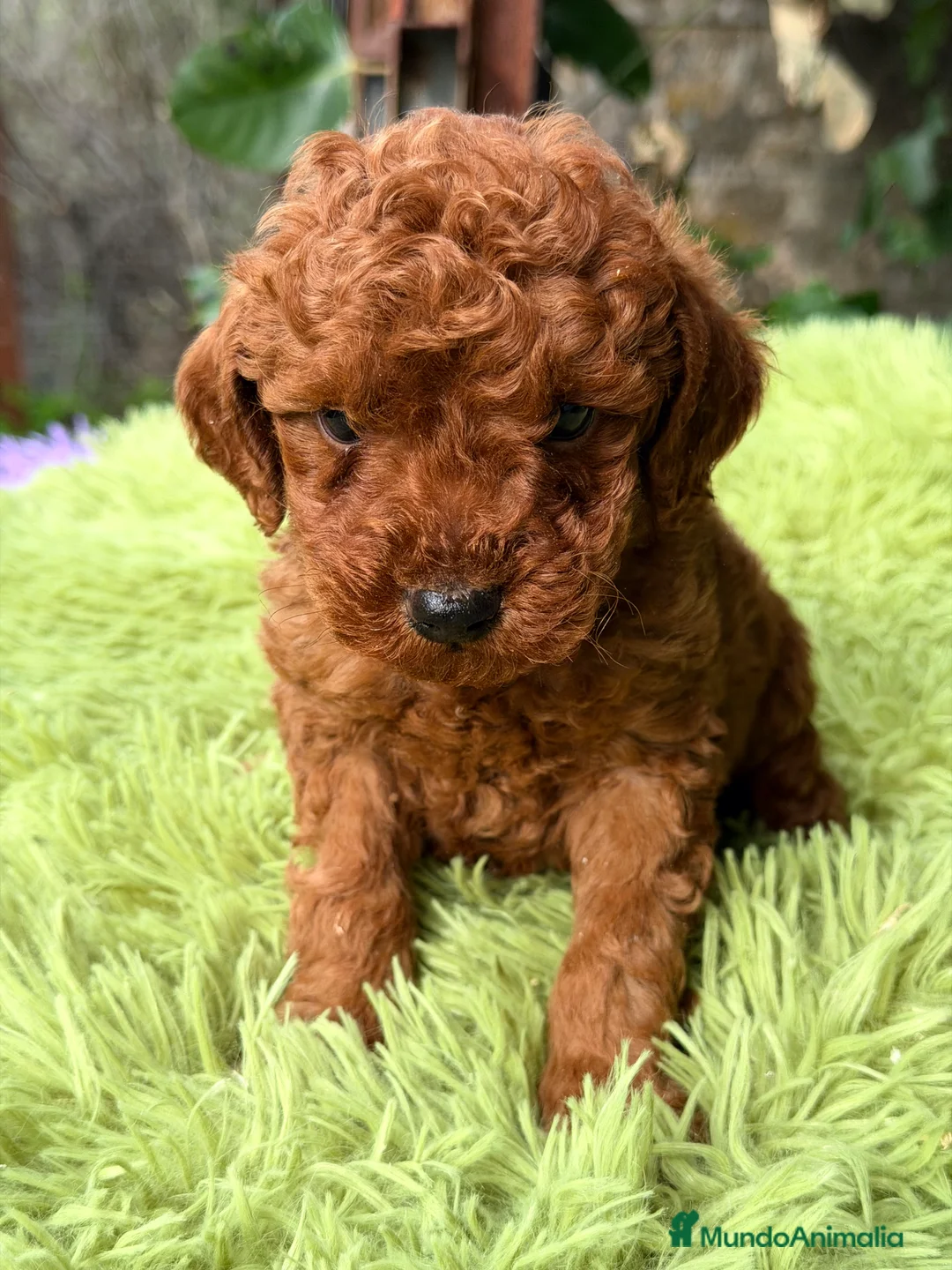 Raza Mixta perros en venta: Caniche mini rojo pimentón  - Anuncio 5