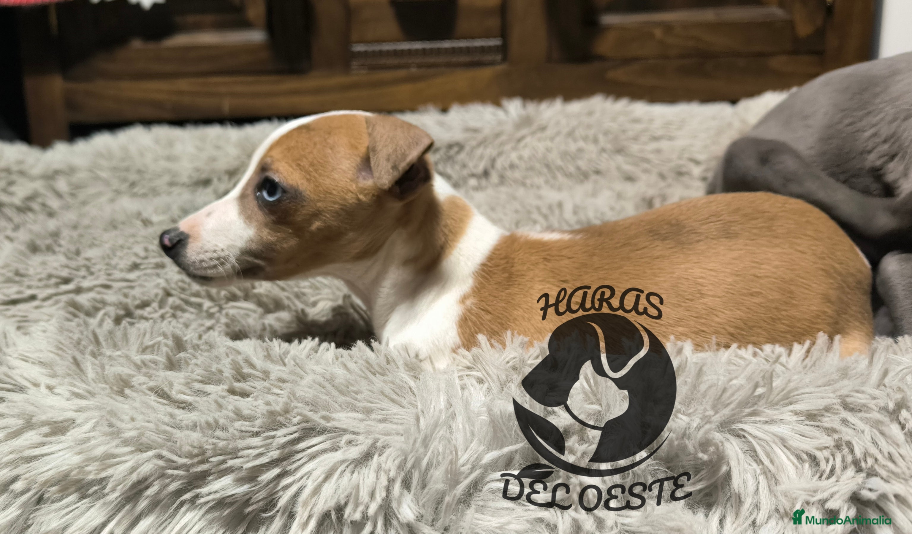 Pequeño Lebrel Italiano perros Piccolos  - Anuncio 7