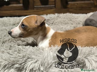 Pequeño Lebrel Italiano perros Piccolos - Anuncio 7