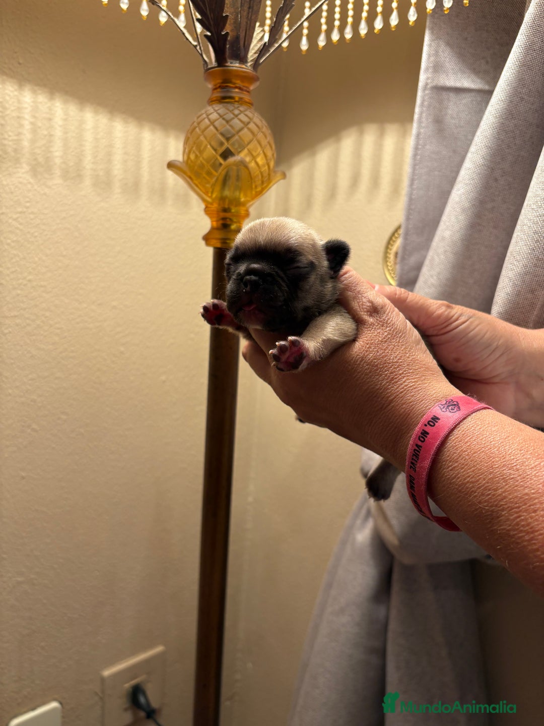 Bulldog Francés perros en venta: Disponibles bulldog francés  - Imagen 2