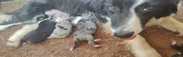 Border Collie perros en venta: Border Collie disponibles - entrega septiembre - Anuncio 2