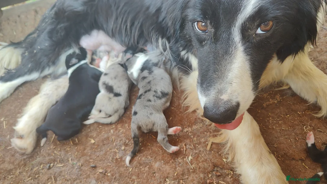 Border Collie perros en venta: Border Collie disponibles - entrega septiembre - Anuncio 2