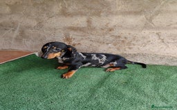 Teckel Miniatura perros en venta: Cachorro macho teckel arlequín plata  - Imagen 4