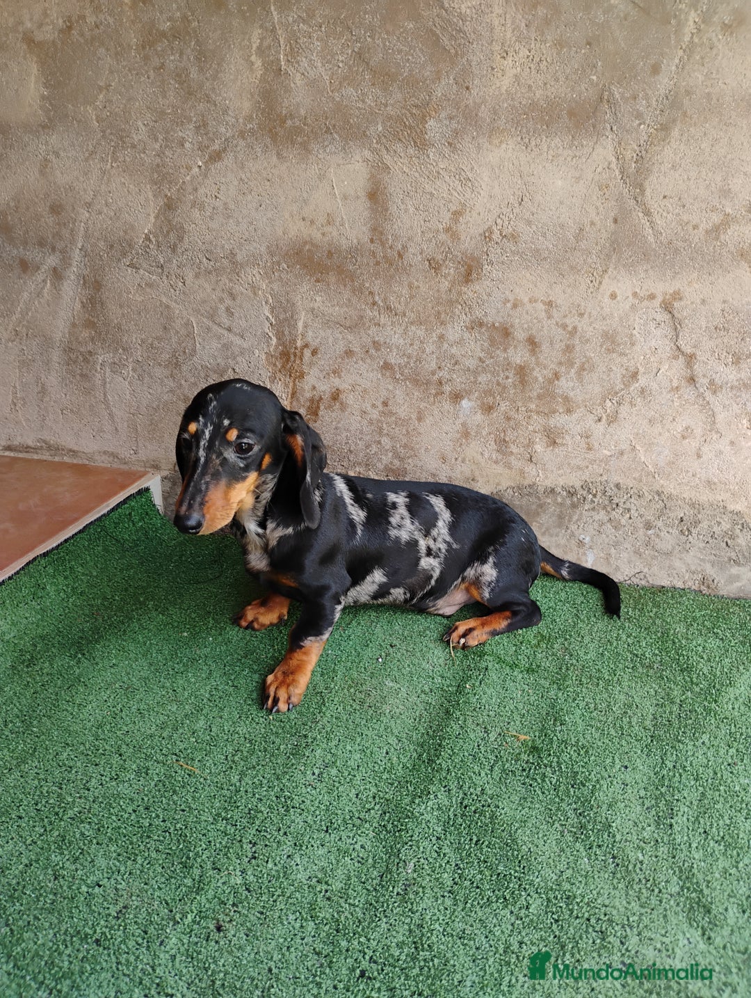 Teckel Miniatura perros en venta: Cachorro macho teckel arlequín plata  - Imagen 4