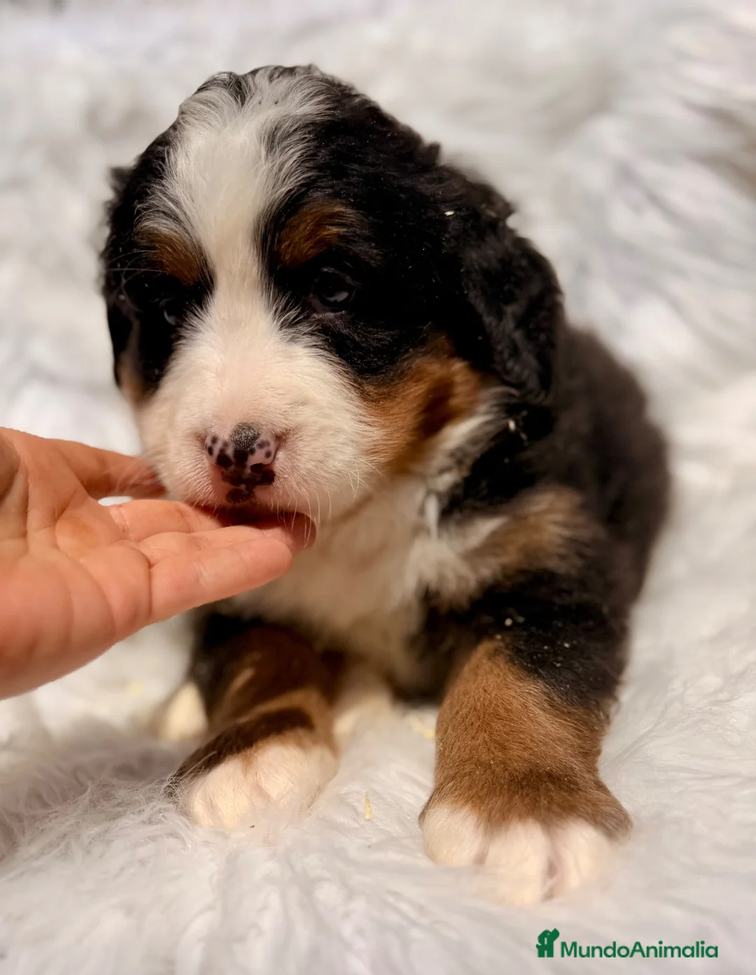 Boyero de Berna perros en venta: ÚLTIMA HEMBRA DE BOYERO IMPRESIONANTE - Anuncio 7