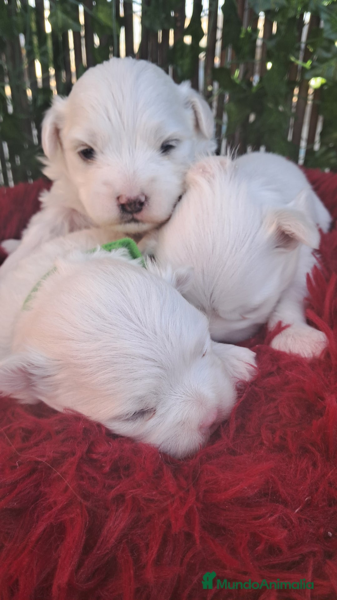 Bichón Maltés perros en venta: Bebes Bichon Maltés  - Imagen 2