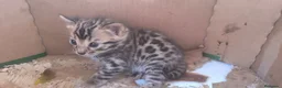 Bengalí gatos en venta: Camada preciosa BENGALÍ - Anuncio 5