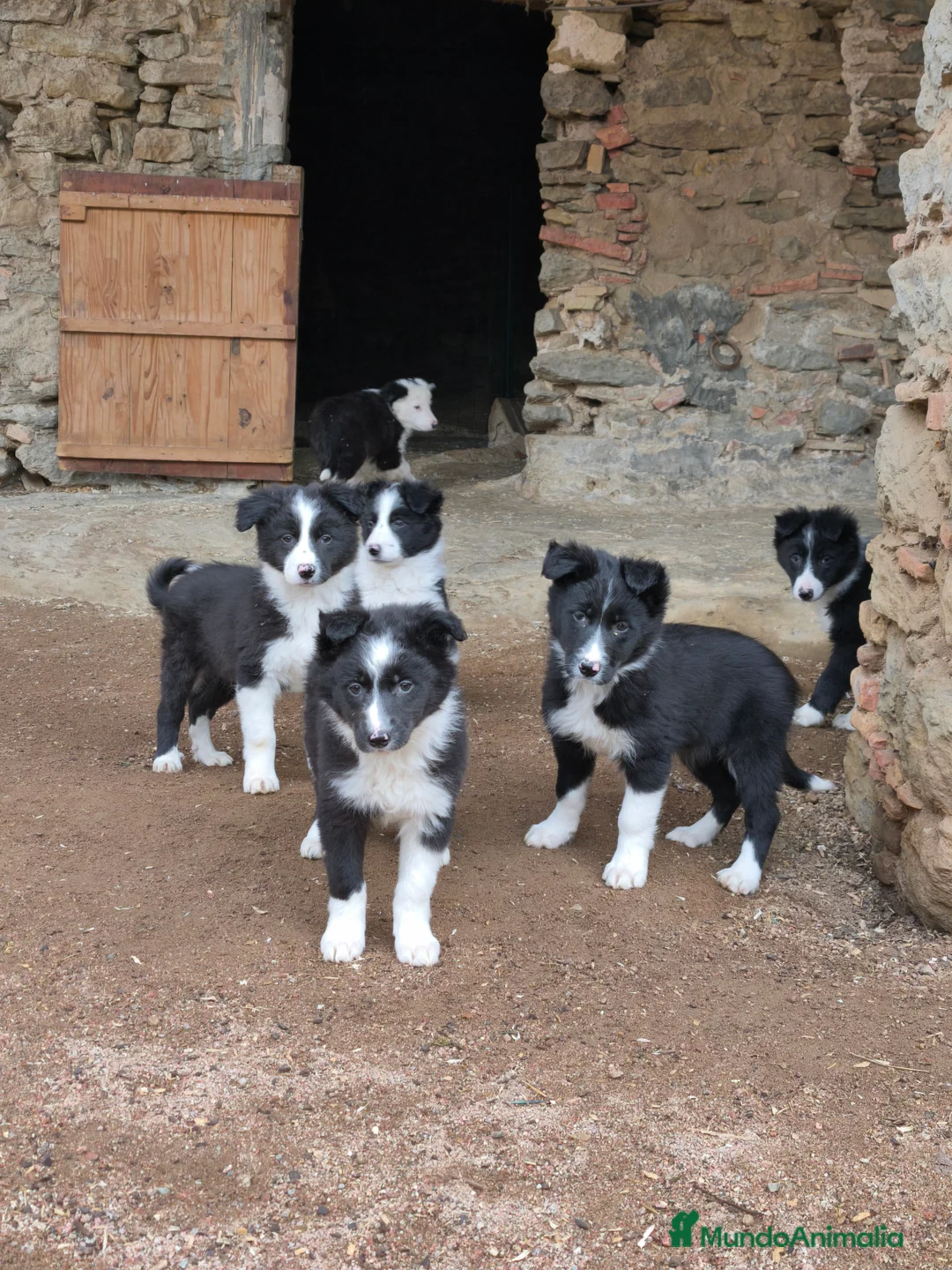Border Collie perros en venta: Cachorros border collie 2 meses. - Anuncio 3