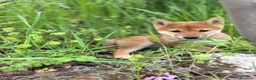 Shiba Inu perros en venta: Shiba Inu hembra disponible  - Anuncio 1