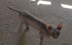 Sphynx gatos en venta: Gatas Sphynx en Cáceres - Imagen 1