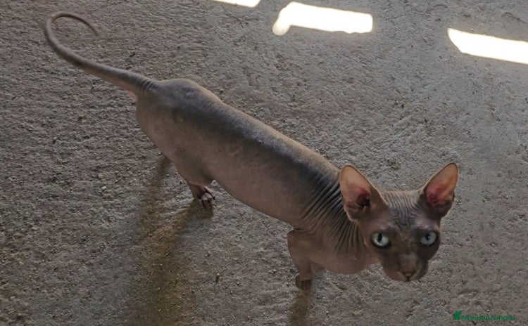 Sphynx gatos en Cáceres - Propaganda 4