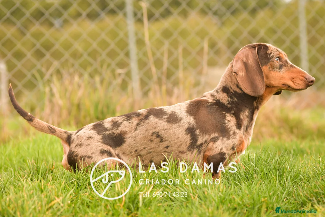 Teckel Miniatura perros en venta: Macho teckel miniatura color arlequín - Anuncio 2