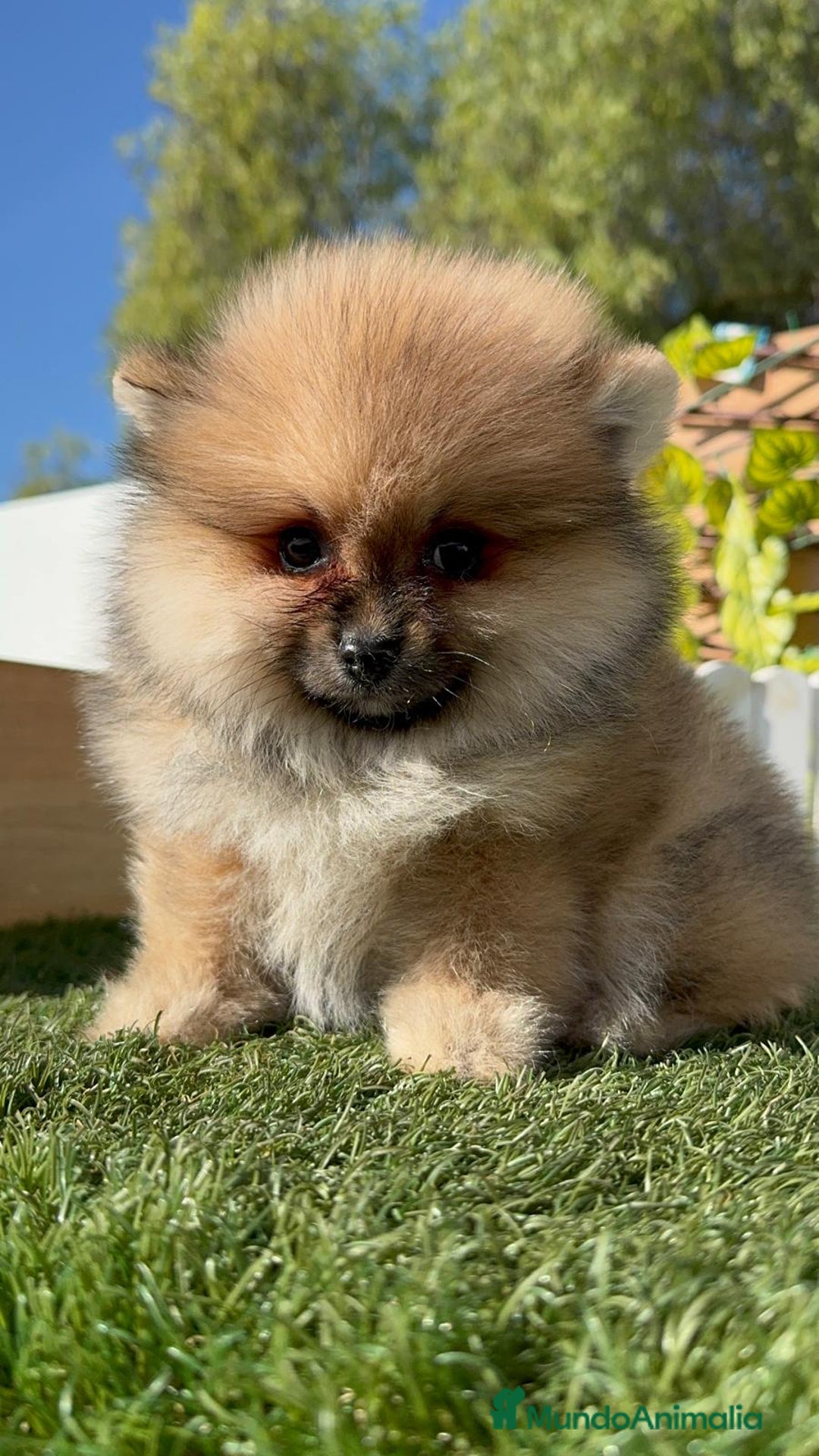 Pomerania perros en venta: POMERANIA HEMBRA - Imagen 4