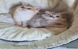 Británico de Pelo Corto gatos en venta: British Chinchilla Lillac - Imagen 7