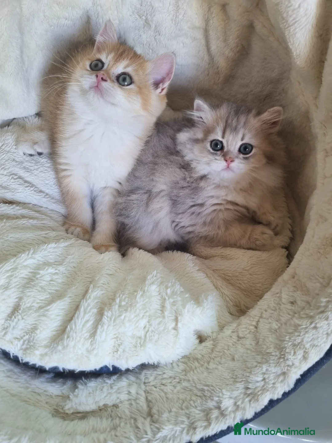 Británico de Pelo Corto gatos en venta: British Chinchilla Lillac - Anuncio 7