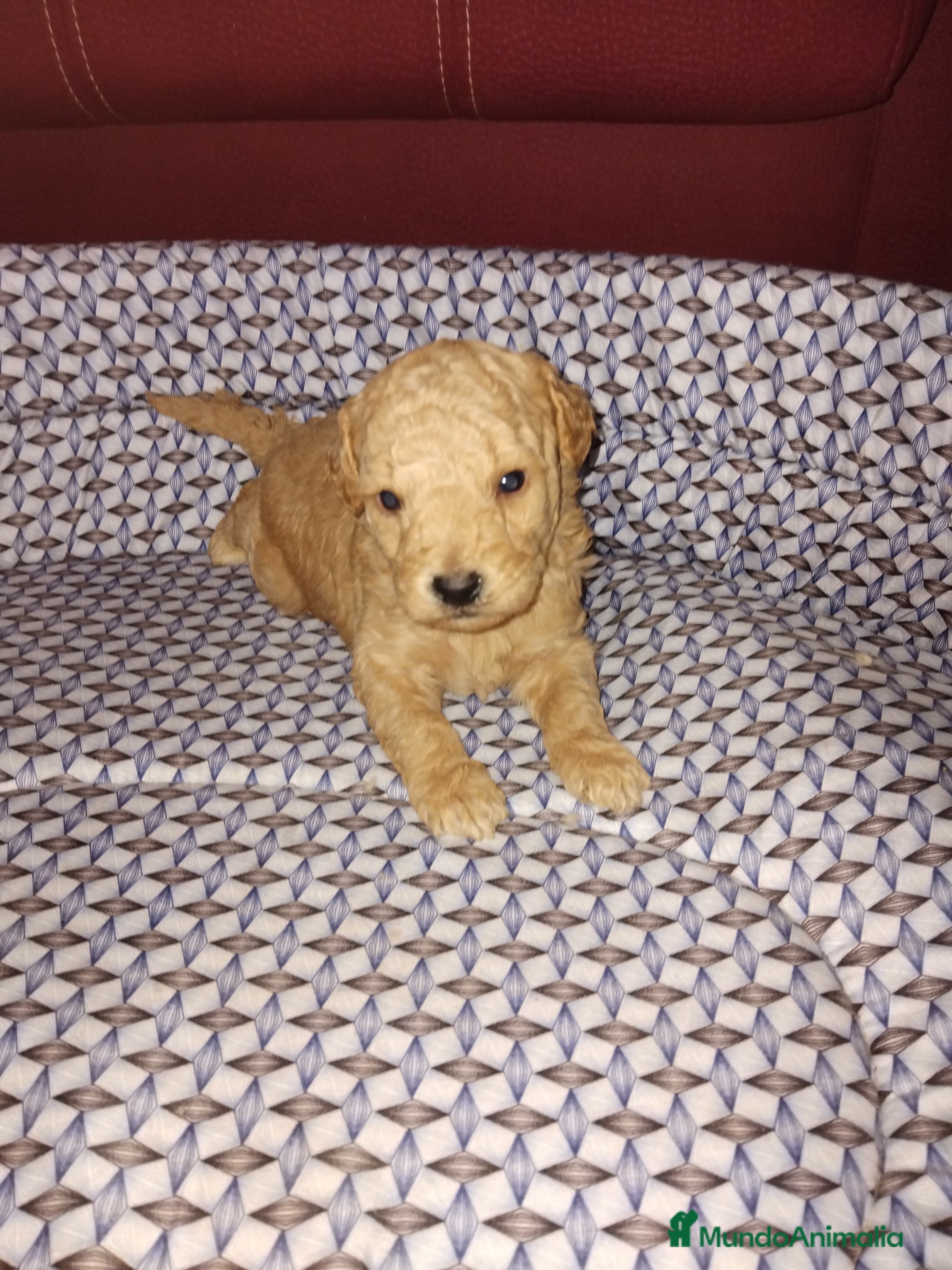 Raza Mixta perros Cachorros de caniche - Anuncio 11