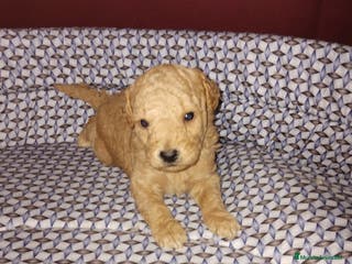 Raza Mixta perros Cachorros de caniche - Anuncio 1