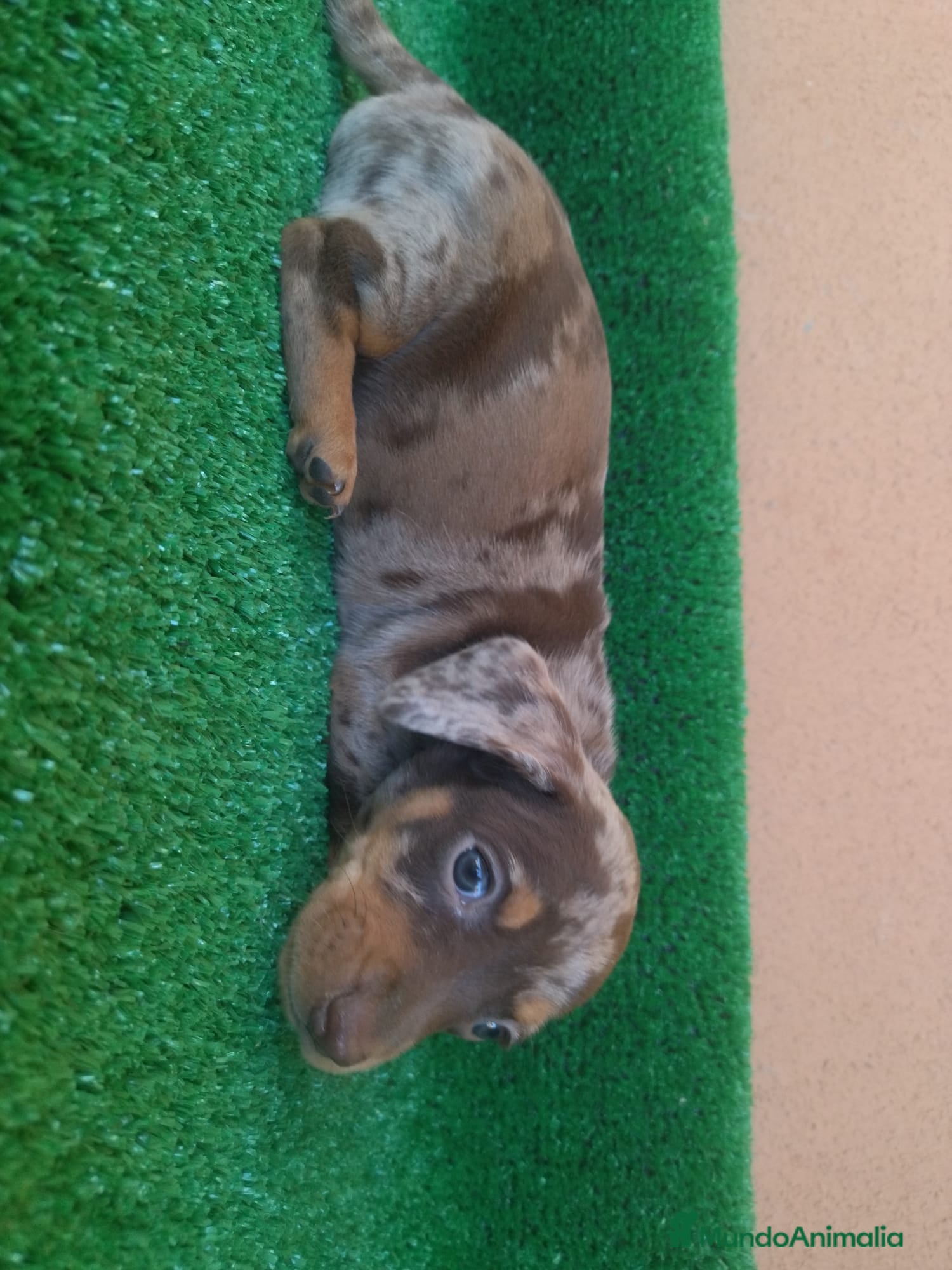 Teckel perros Teckel Mini Arlequin  - Anuncio 17