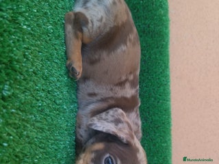 Teckel perros Teckel Mini Arlequin - Anuncio 10