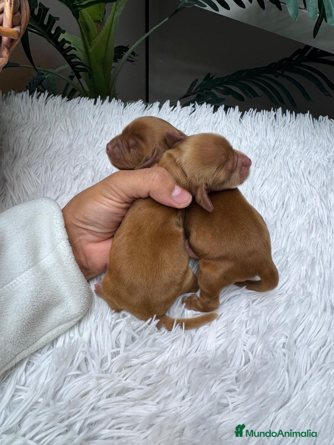 Cocker Spaniel Inglés perros en venta: COCKER SPANIEL INGLES - Anuncio 13