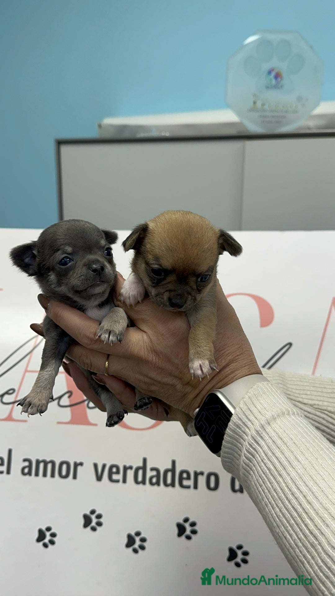 Chihuahua perros en venta: Dos machitos Chihuahua miniatura  - Anuncio 1