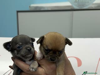 Chihuahua perros Dos machitos Chihuahua miniatura - Anuncio 5