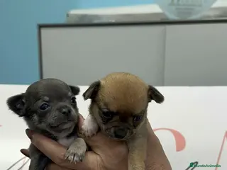 Chihuahua perros Dos machitos Chihuahua miniatura - Anuncio 8