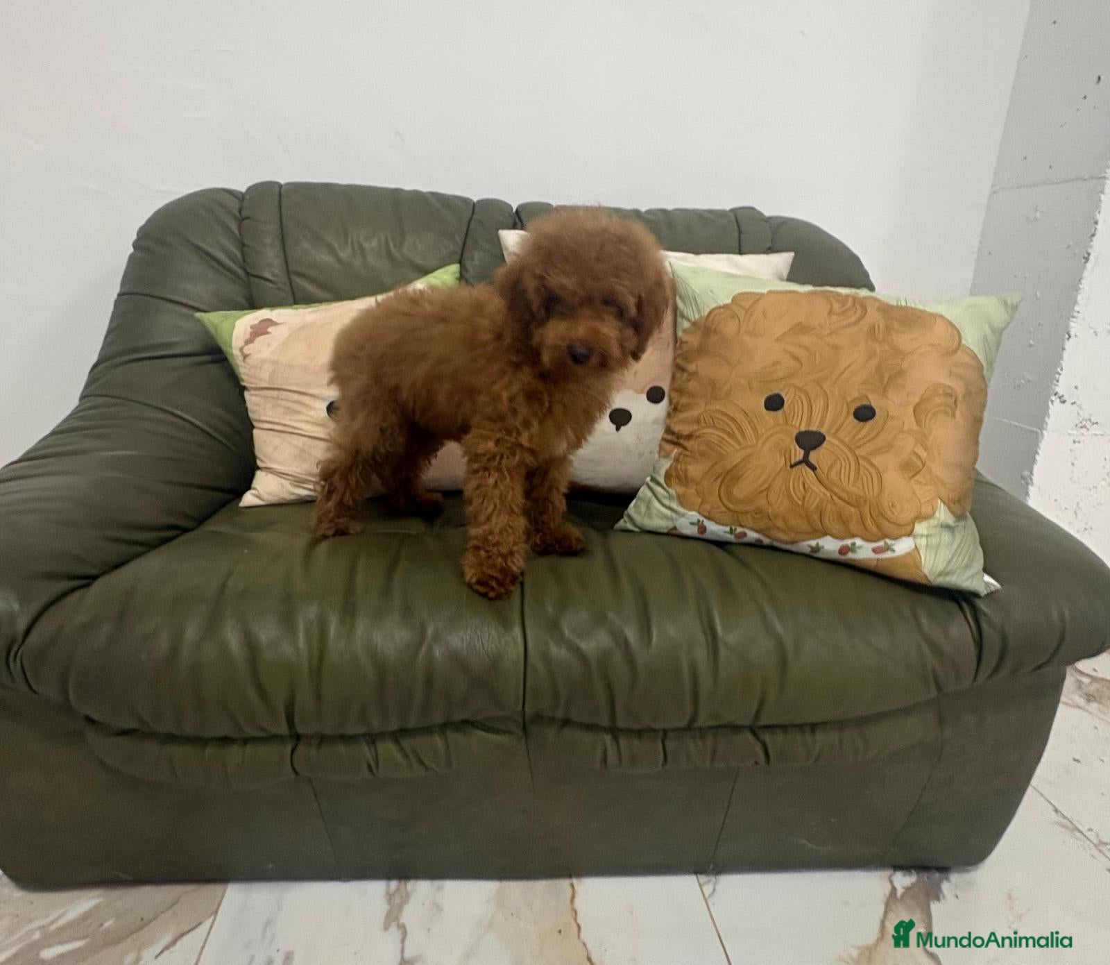 Caniche Toy perros CANICHE - Anuncio 2