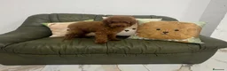 Caniche Toy perros en venta: CANICHE - Anuncio 1