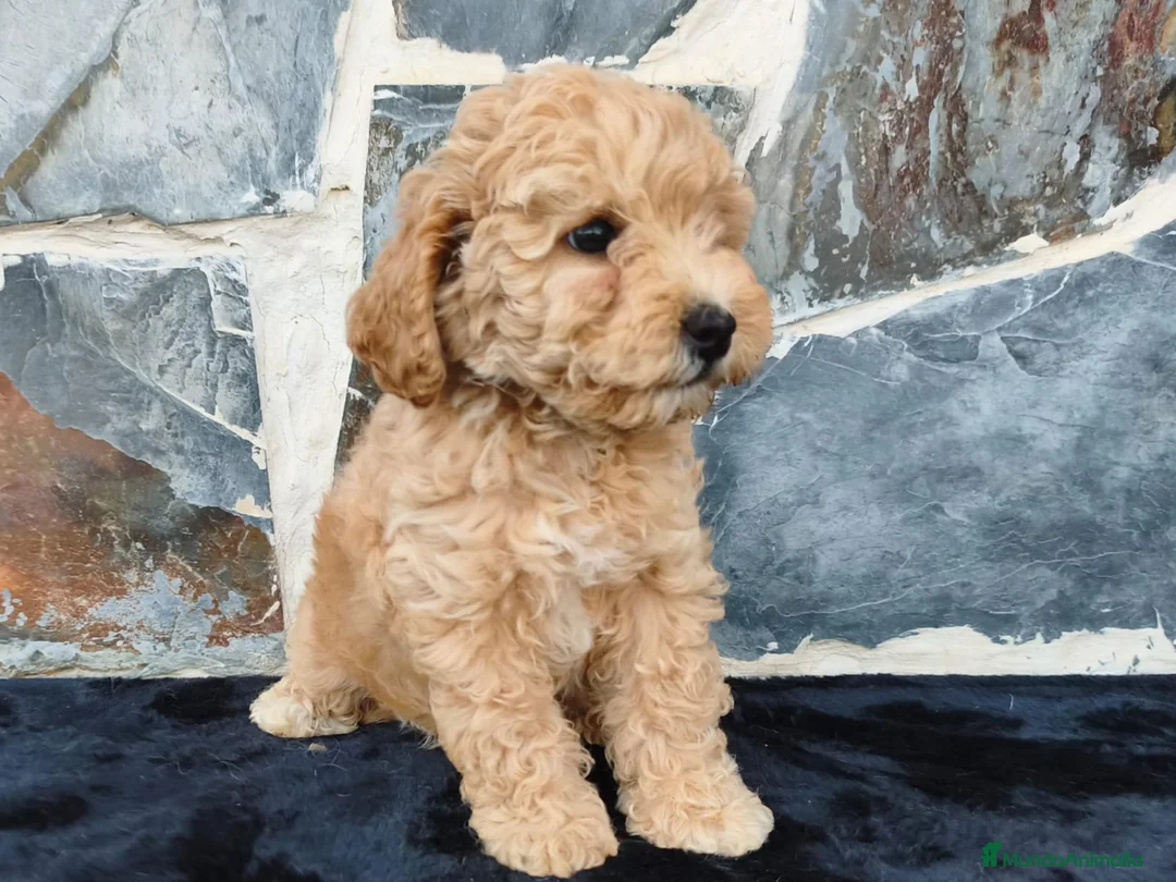 Raza Mixta perros en venta: CANICHE ENANA - Anuncio 3